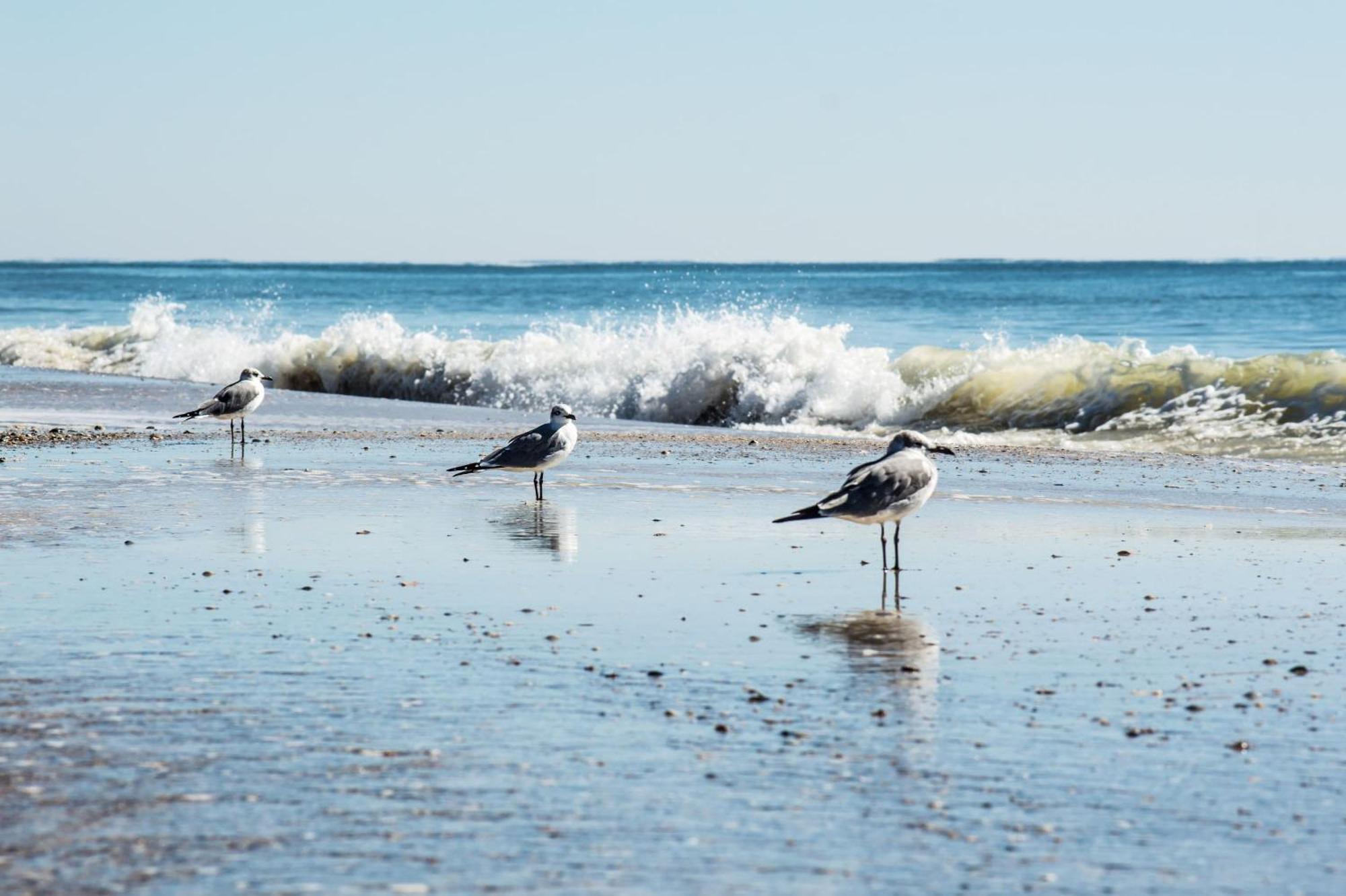 Cozy Condo Just Steps To The Beach, Unit 2 - Sleeps 4 ガルフ・ショアーズ エクステリア 写真